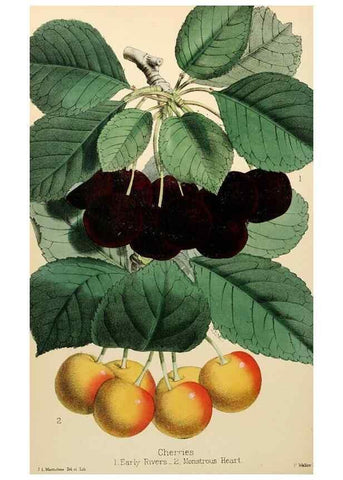 Reproducción/Reproduction 8287807363: The florist and pomologist.. London :""Journal of Horticulture"" Office,1863-1879.