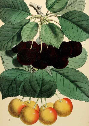 Reproducción/Reproduction 8287807363: The florist and pomologist.. London :""Journal of Horticulture"" Office,1863-1879.