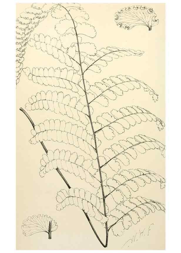 Reproducción/Reproduction 8287808079: The florist and pomologist.. London :""Journal of Horticulture"" Office,1863-1879.