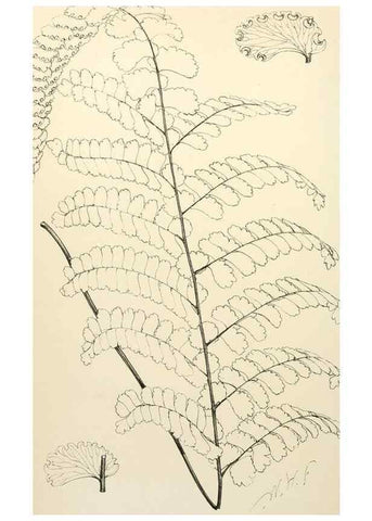 Reproducción/Reproduction 8287808079: The florist and pomologist.. London :""Journal of Horticulture"" Office,1863-1879.
