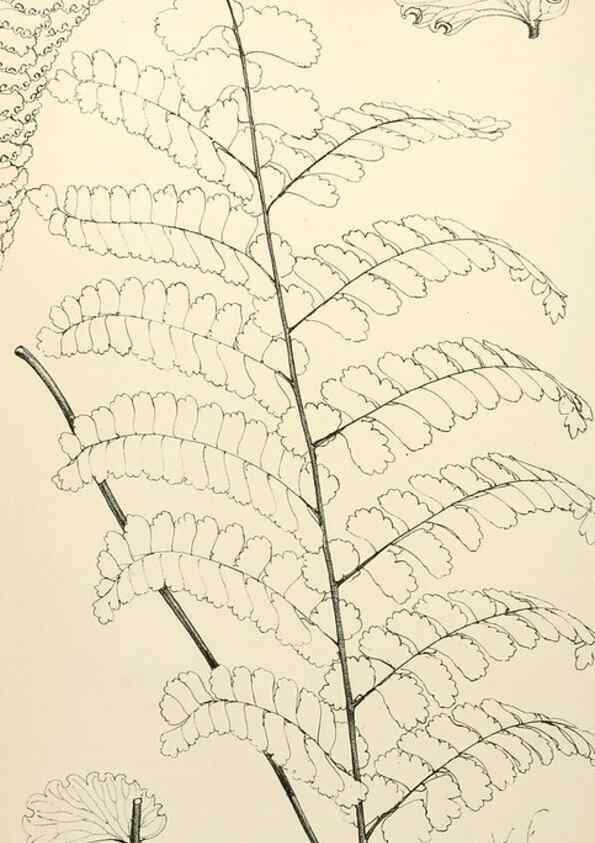 Reproducción/Reproduction 8287808079: The florist and pomologist.. London :""Journal of Horticulture"" Office,1863-1879.