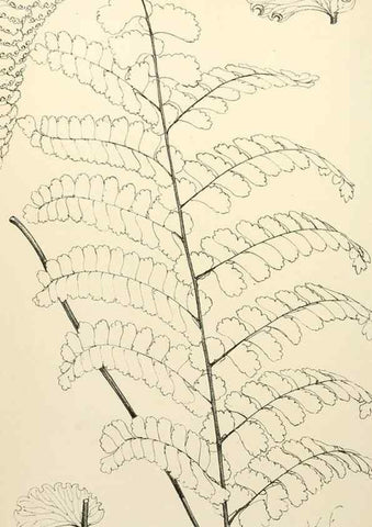 Reproducción/Reproduction 8287808079: The florist and pomologist.. London :""Journal of Horticulture"" Office,1863-1879.