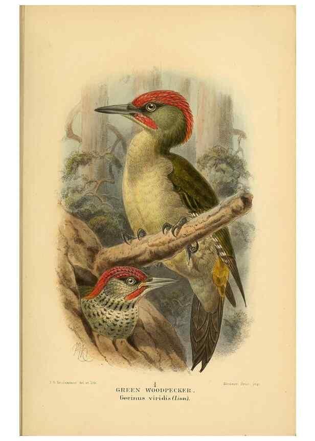 Reproducción/Reproduction 8290241883: Coloured figures of the birds of the British Islands / issued by Lord Lilford.. London :R. H. Porter,1885-1897.
