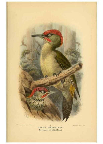 Reproducción/Reproduction 8290241883: Coloured figures of the birds of the British Islands / issued by Lord Lilford.. London :R. H. Porter,1885-1897.