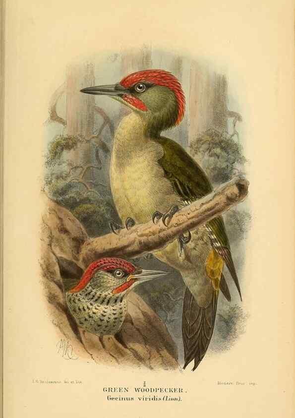 Reproducción/Reproduction 8290241883: Coloured figures of the birds of the British Islands / issued by Lord Lilford.. London :R. H. Porter,1885-1897.
