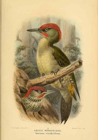 Reproducción/Reproduction 8290241883: Coloured figures of the birds of the British Islands / issued by Lord Lilford.. London :R. H. Porter,1885-1897.