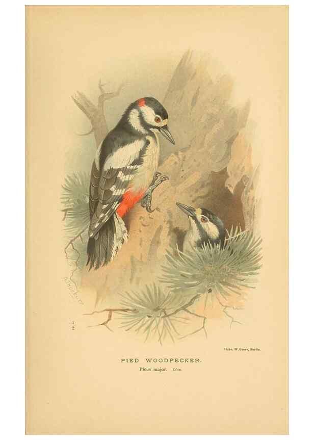 Reproducción/Reproduction 8291301014: Coloured figures of the birds of the British Islands / issued by Lord Lilford.. London :R. H. Porter,1885-1897.