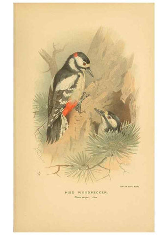 Reproducción/Reproduction 8291301014: Coloured figures of the birds of the British Islands / issued by Lord Lilford.. London :R. H. Porter,1885-1897.