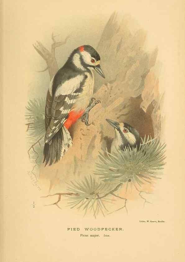 Reproducción/Reproduction 8291301014: Coloured figures of the birds of the British Islands / issued by Lord Lilford.. London :R. H. Porter,1885-1897.