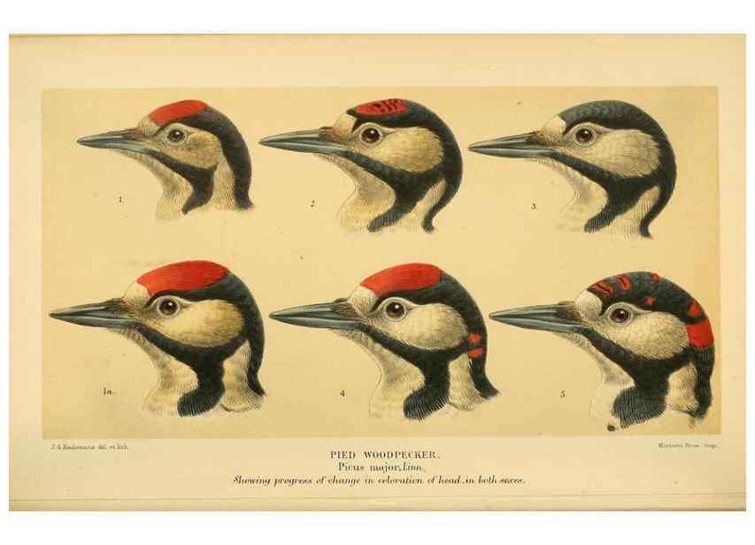 Reproducción/Reproduction 8291301344: Coloured figures of the birds of the British Islands / issued by Lord Lilford.. London :R. H. Porter,1885-1897.