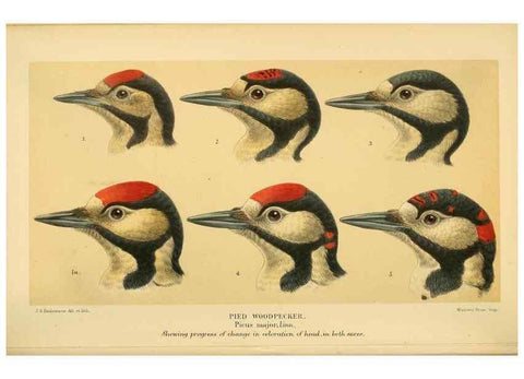 Reproducción/Reproduction 8291301344: Coloured figures of the birds of the British Islands / issued by Lord Lilford.. London :R. H. Porter,1885-1897.