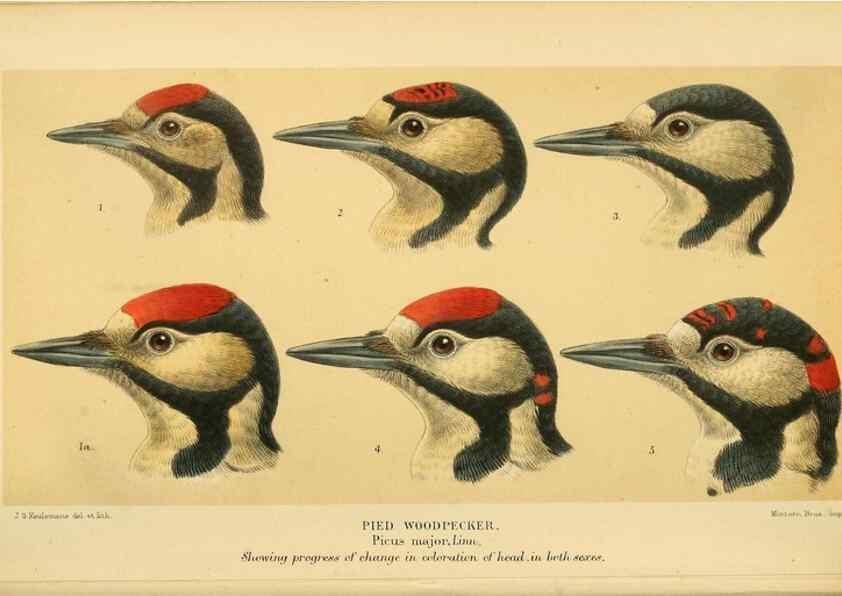 Reproducción/Reproduction 8291301344: Coloured figures of the birds of the British Islands / issued by Lord Lilford.. London :R. H. Porter,1885-1897.