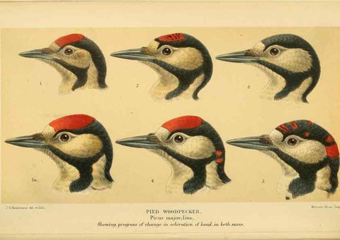 Reproducción/Reproduction 8291301344: Coloured figures of the birds of the British Islands / issued by Lord Lilford.. London :R. H. Porter,1885-1897.