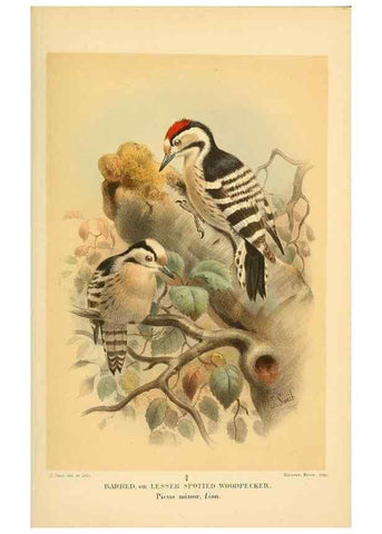 Reproducción/Reproduction 8291301704: Coloured figures of the birds of the British Islands / issued by Lord Lilford.. London :R. H. Porter,1885-1897.