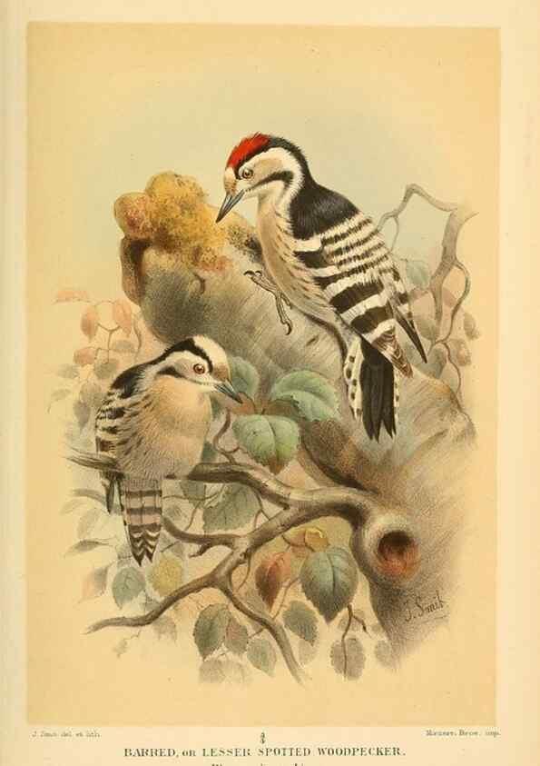 Reproducción/Reproduction 8291301704: Coloured figures of the birds of the British Islands / issued by Lord Lilford.. London :R. H. Porter,1885-1897.