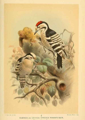 Reproducción/Reproduction 8291301704: Coloured figures of the birds of the British Islands / issued by Lord Lilford.. London :R. H. Porter,1885-1897.