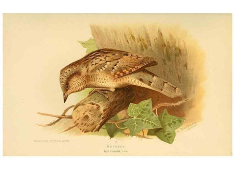 Reproducción/Reproduction 8290243465: Coloured figures of the birds of the British Islands / issued by Lord Lilford.. London :R. H. Porter,1885-1897.