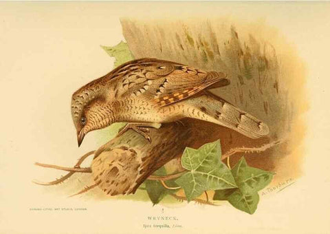 Reproducción/Reproduction 8290243465: Coloured figures of the birds of the British Islands / issued by Lord Lilford.. London :R. H. Porter,1885-1897.