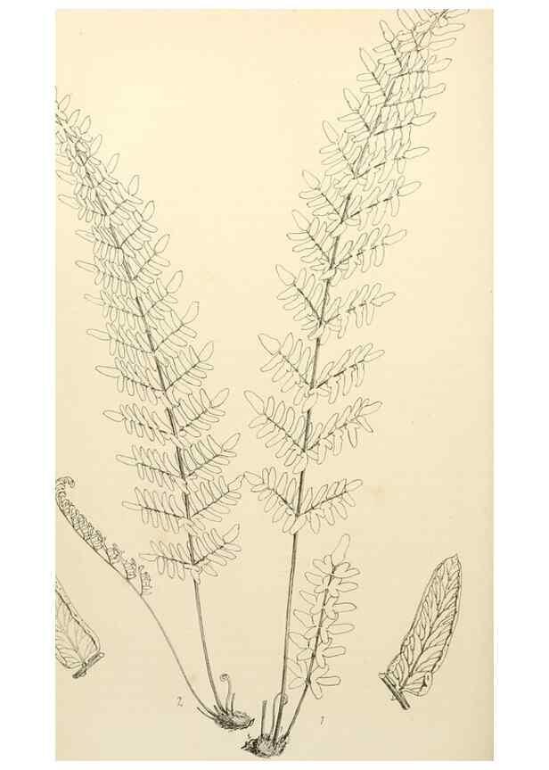 Reproducción/Reproduction 8288858718: The florist and pomologist.. London :""Journal of Horticulture"" Office,1863-1879.