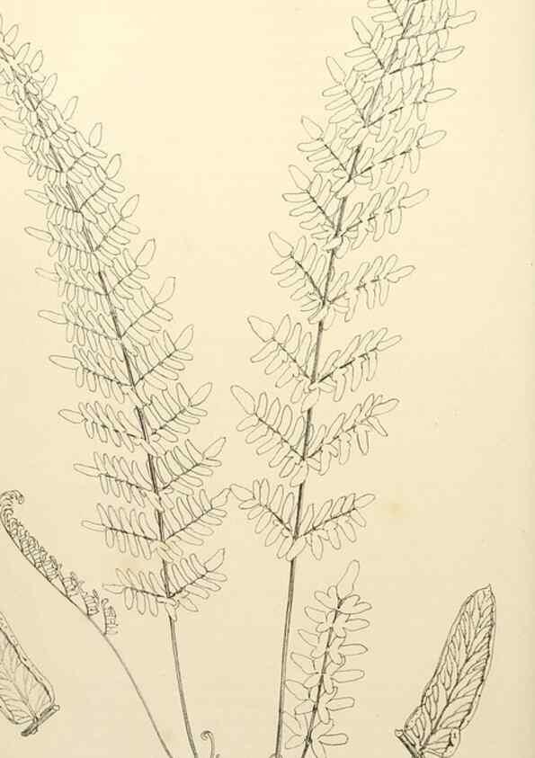 Reproducción/Reproduction 8288858718: The florist and pomologist.. London :""Journal of Horticulture"" Office,1863-1879.
