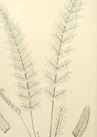 Reproducción/Reproduction 8288858718: The florist and pomologist.. London :""Journal of Horticulture"" Office,1863-1879.