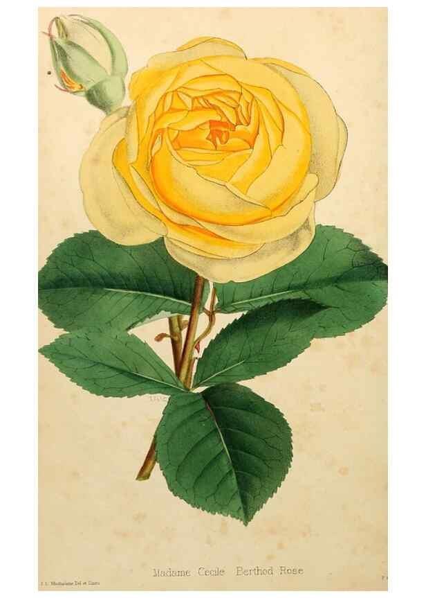Reproducción/Reproduction 8287798523: The florist and pomologist.. London :""Journal of Horticulture"" Office,1863-1879.