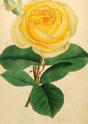 Reproducción/Reproduction 8287798523: The florist and pomologist.. London :""Journal of Horticulture"" Office,1863-1879.