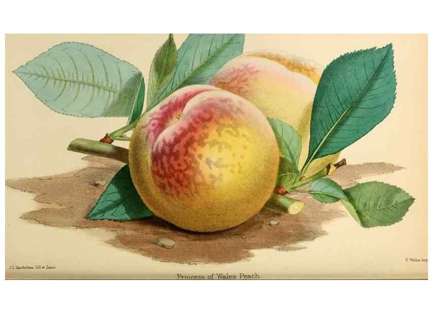 Reproducción/Reproduction 8288857006: The florist and pomologist.. London :""Journal of Horticulture"" Office,1863-1879.