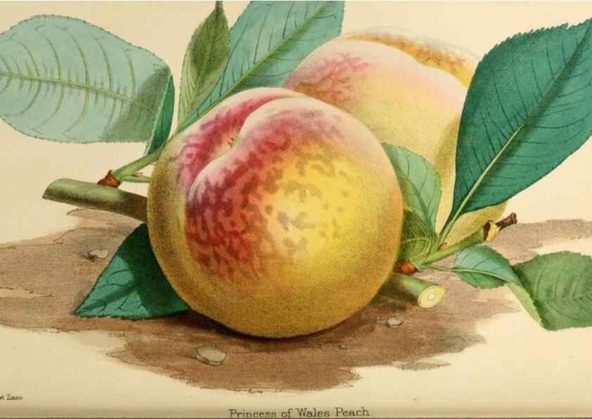 Reproducción/Reproduction 8288857006: The florist and pomologist.. London :""Journal of Horticulture"" Office,1863-1879.