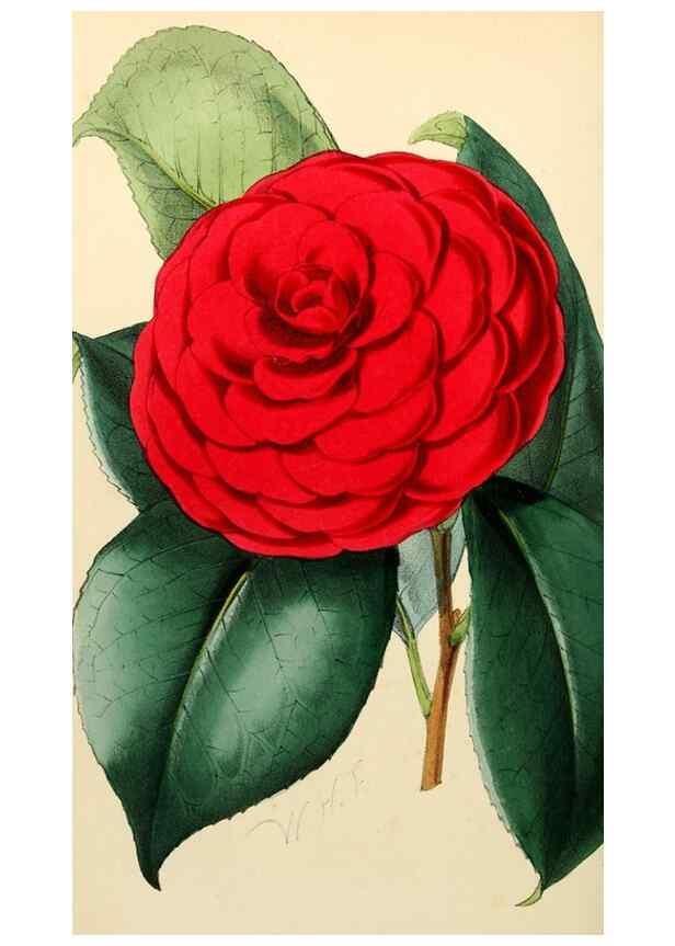 Reproducción/Reproduction 8287797059: The florist and pomologist.. London :""Journal of Horticulture"" Office,1863-1879.