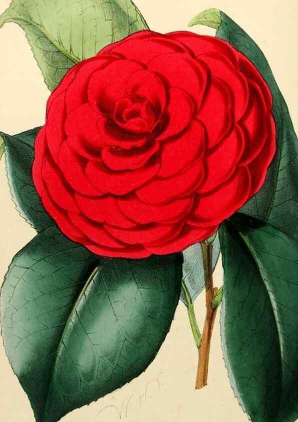 Reproducción/Reproduction 8287797059: The florist and pomologist.. London :""Journal of Horticulture"" Office,1863-1879.