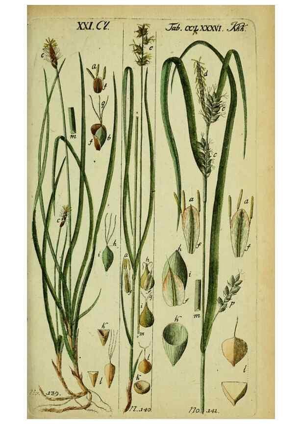Reproducción/Reproduction 8288499698: Beschreibung und Abbildung der theils bekannten, theils noch nicht beschriebenen Arten von Riedgräsern,. Wittenberg,1801-1806.