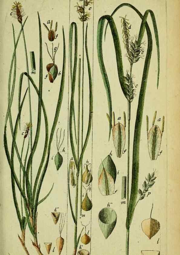Reproducción/Reproduction 8288499698: Beschreibung und Abbildung der theils bekannten, theils noch nicht beschriebenen Arten von Riedgräsern,. Wittenberg,1801-1806.