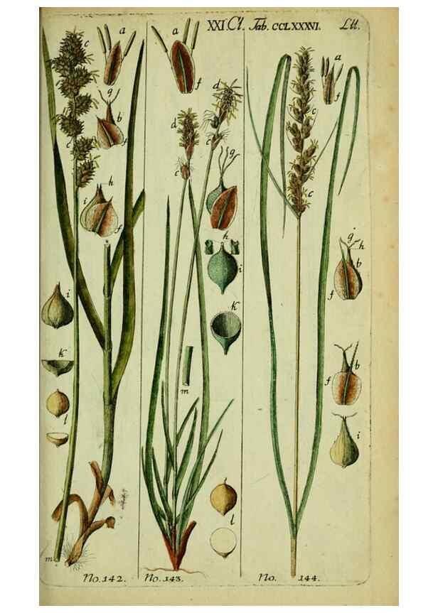 Reproducción/Reproduction 8288500570: Beschreibung und Abbildung der theils bekannten, theils noch nicht beschriebenen Arten von Riedgräsern,. Wittenberg,1801-1806.