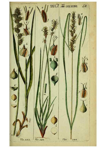 Reproducción/Reproduction 8288500570: Beschreibung und Abbildung der theils bekannten, theils noch nicht beschriebenen Arten von Riedgräsern,. Wittenberg,1801-1806.
