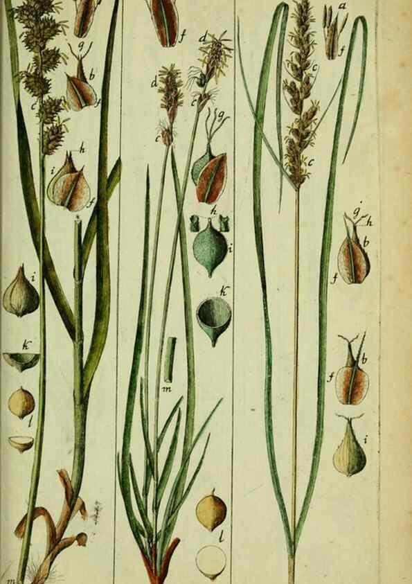 Reproducción/Reproduction 8288500570: Beschreibung und Abbildung der theils bekannten, theils noch nicht beschriebenen Arten von Riedgräsern,. Wittenberg,1801-1806.