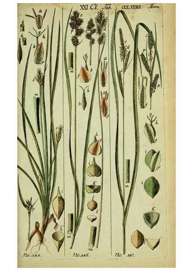 Reproducción/Reproduction 8287442007: Beschreibung und Abbildung der theils bekannten, theils noch nicht beschriebenen Arten von Riedgräsern,. Wittenberg,1801-1806.