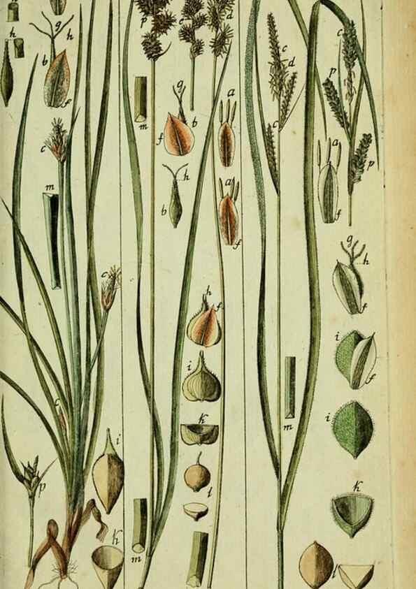 Reproducción/Reproduction 8287442007: Beschreibung und Abbildung der theils bekannten, theils noch nicht beschriebenen Arten von Riedgräsern,. Wittenberg,1801-1806.