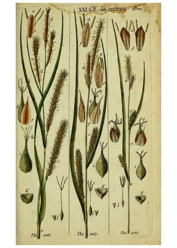 Reproducción/Reproduction 8288502144: Beschreibung und Abbildung der theils bekannten, theils noch nicht beschriebenen Arten von Riedgräsern,. Wittenberg,1801-1806.