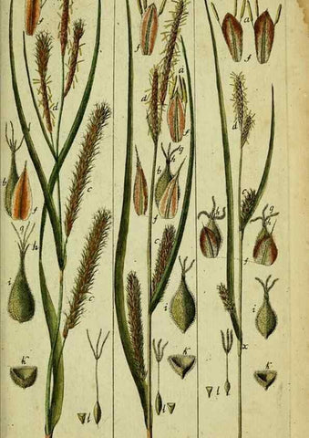 Reproducción/Reproduction 8288502144: Beschreibung und Abbildung der theils bekannten, theils noch nicht beschriebenen Arten von Riedgräsern,. Wittenberg,1801-1806.