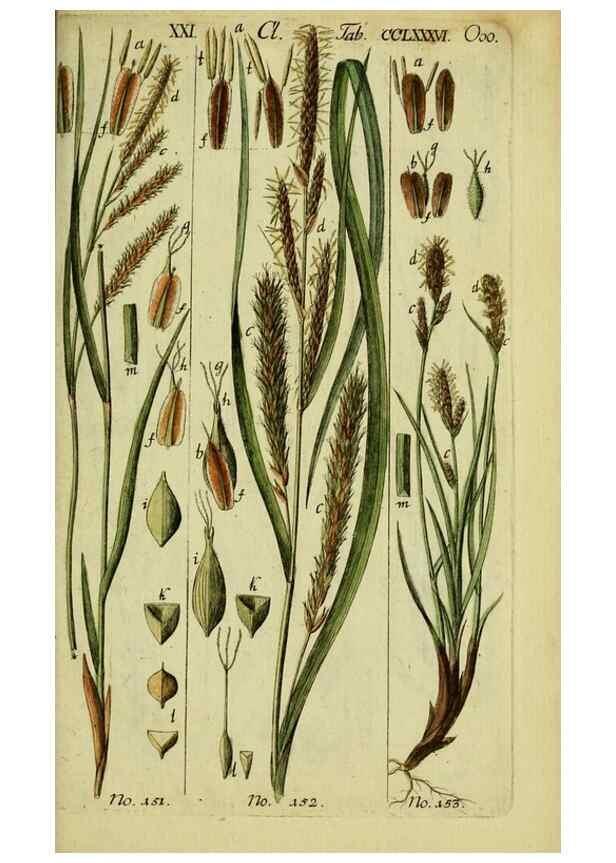 Reproducción/Reproduction 8288502836: Beschreibung und Abbildung der theils bekannten, theils noch nicht beschriebenen Arten von Riedgräsern,. Wittenberg,1801-1806.