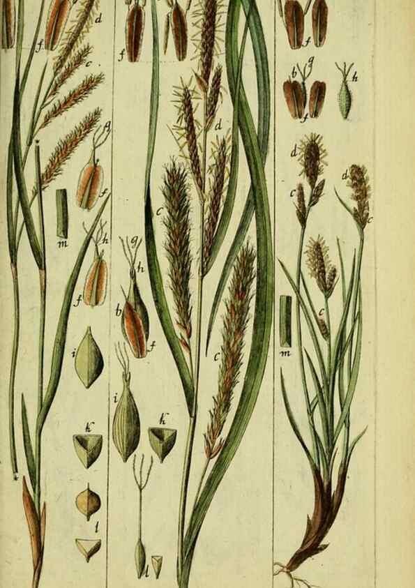 Reproducción/Reproduction 8288502836: Beschreibung und Abbildung der theils bekannten, theils noch nicht beschriebenen Arten von Riedgräsern,. Wittenberg,1801-1806.