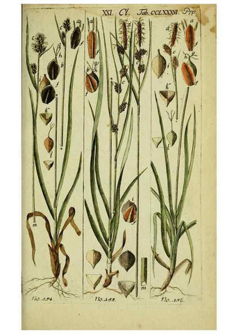 Reproducción/Reproduction 8287444615: Beschreibung und Abbildung der theils bekannten, theils noch nicht beschriebenen Arten von Riedgräsern,. Wittenberg,1801-1806.