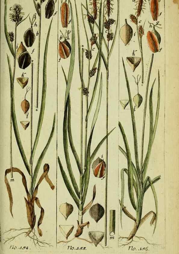 Reproducción/Reproduction 8287444615: Beschreibung und Abbildung der theils bekannten, theils noch nicht beschriebenen Arten von Riedgräsern,. Wittenberg,1801-1806.