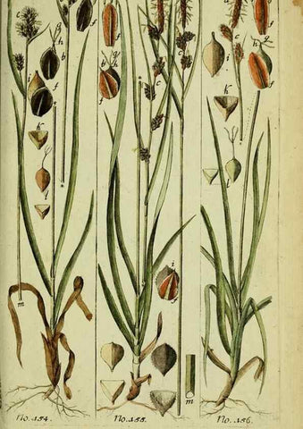 Reproducción/Reproduction 8287444615: Beschreibung und Abbildung der theils bekannten, theils noch nicht beschriebenen Arten von Riedgräsern,. Wittenberg,1801-1806.