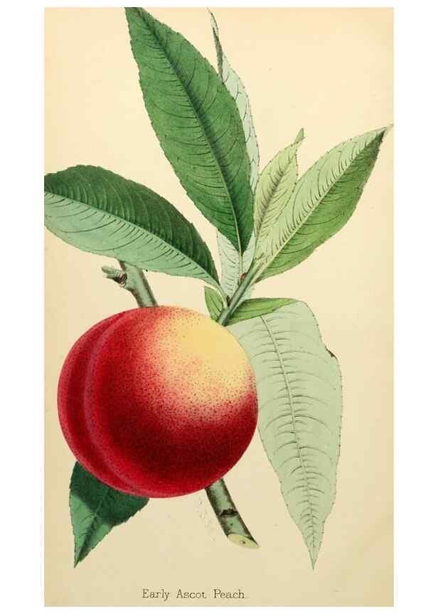 Reproducción/Reproduction 8287788591: The florist and pomologist.. London :""Journal of Horticulture"" Office,1863-1879.