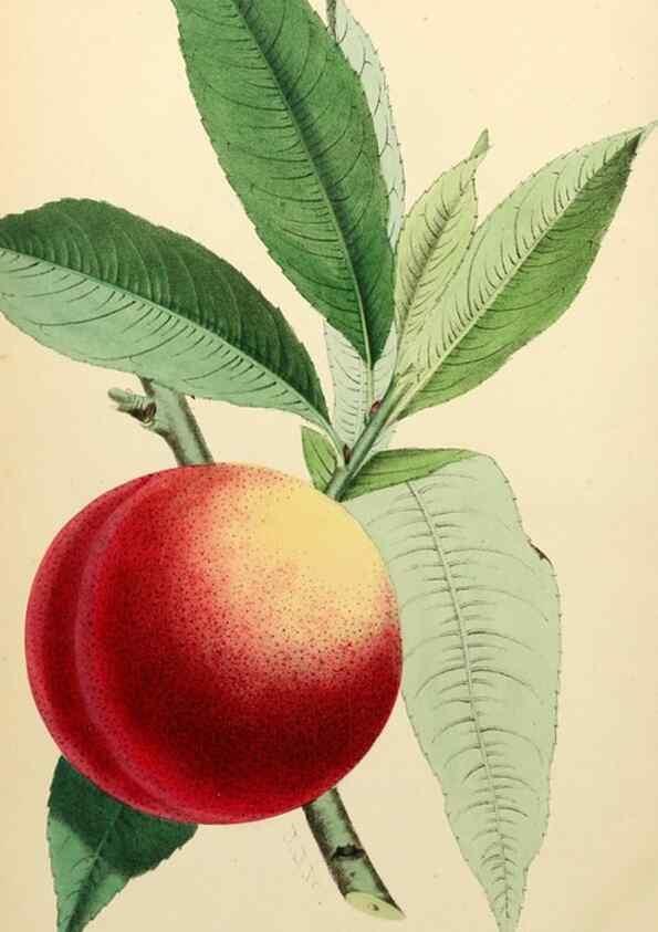 Reproducción/Reproduction 8287788591: The florist and pomologist.. London :""Journal of Horticulture"" Office,1863-1879.