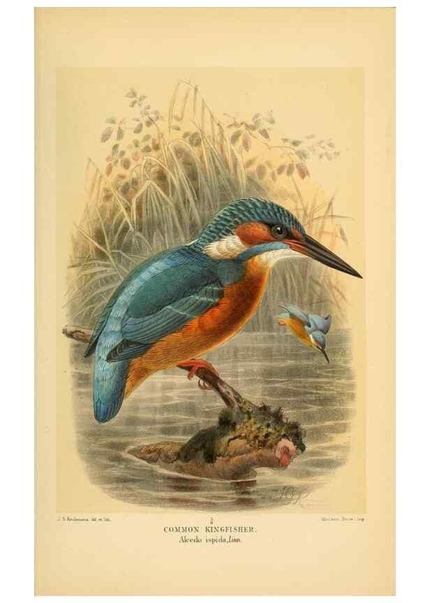 Reproducción/Reproduction 8290243997: Coloured figures of the birds of the British Islands / issued by Lord Lilford.. London :R. H. Porter,1885-1897.