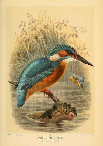 Reproducción/Reproduction 8290243997: Coloured figures of the birds of the British Islands / issued by Lord Lilford.. London :R. H. Porter,1885-1897.