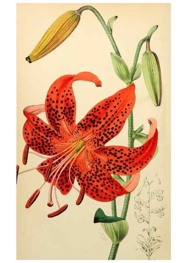 Reproducción/Reproduction 8287789519: The florist and pomologist.. London :""Journal of Horticulture"" Office,1863-1879.